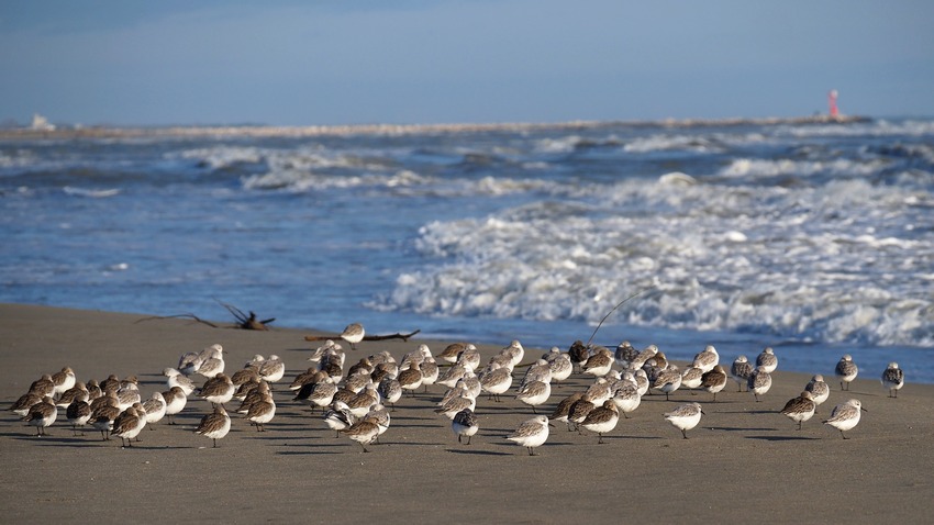 Piovanelli pancianera (Calidris alpina ) e Piovanelli tridattili (Calidris alba)